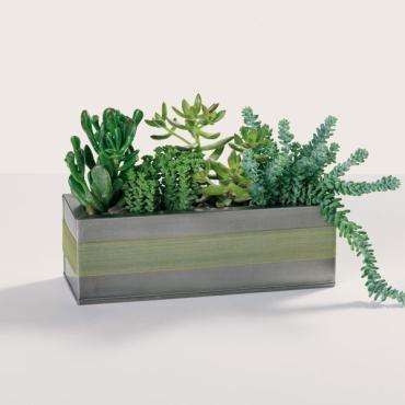 Succulent Garden Box