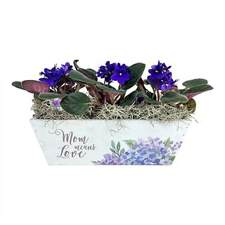 \"Mom Means Love\" African Violet Box