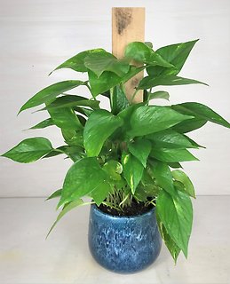 Philodendron Totem
