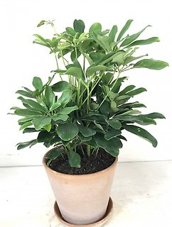 Schefflera Plant