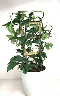 Philodendron Decursiva