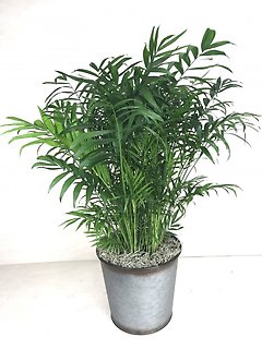 Bella Palm