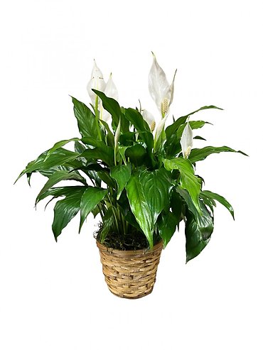 Peace Lily - Small