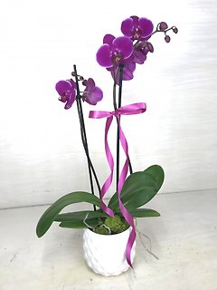 Orchid in White Diamond Ceramic