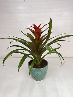 Bromeliad