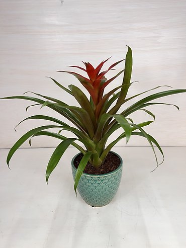 Bromeliad