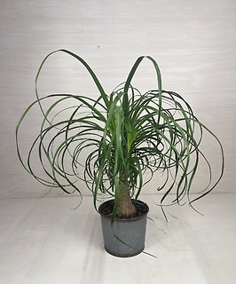 Ponytail Palm
