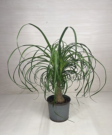 Ponytail Palm