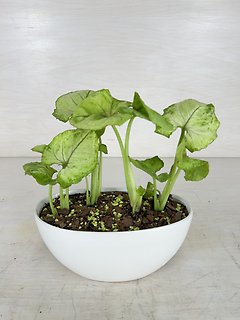 Philodendron