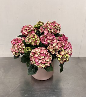Hydrangea Plant | 6\"