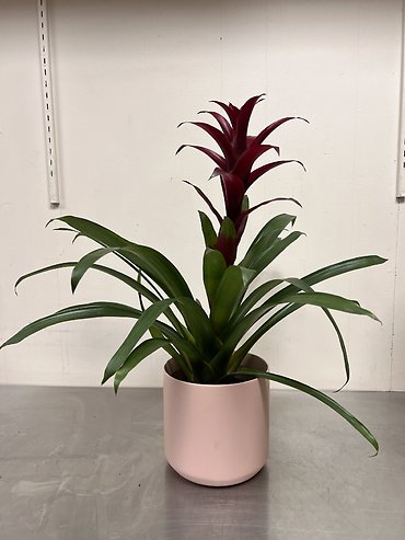 Bromeliad