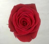 Crimson Carnation Corsage