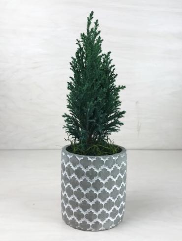 Mini Pine Cypress Tree