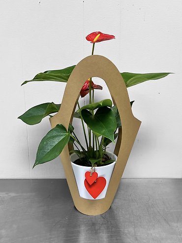 Anthurium Heart Plant