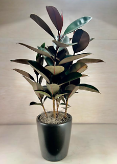 Burgundy Rubber Plant