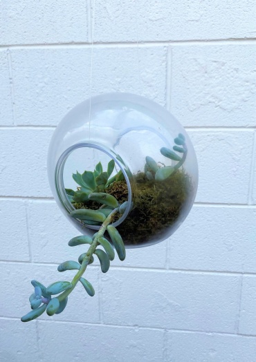 Hanging Succulent Planter