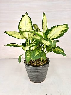 Dieffenbachia