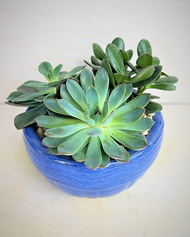 Round Succulent Garden - Medium