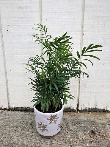 Parlor Palm