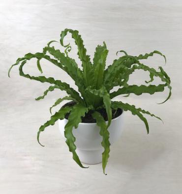 Victoria Bird\'s Nest Fern