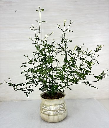 Jasmine