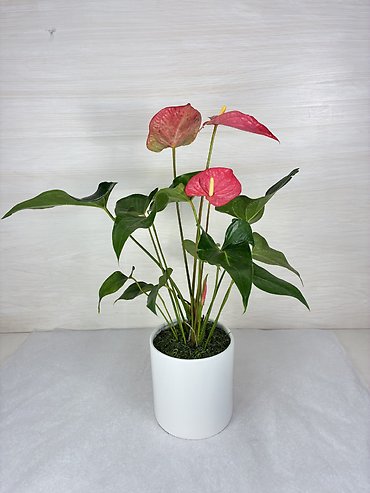 Anthurium