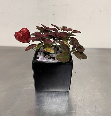 Polka Dot Plant | Red