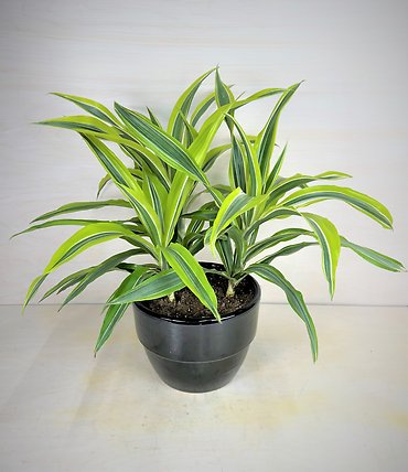 Corn Plant