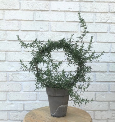 Rosemary Topiary