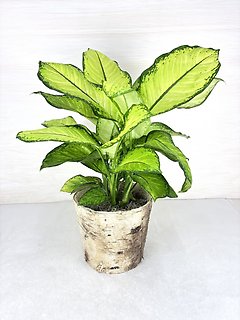 Dieffenbachia