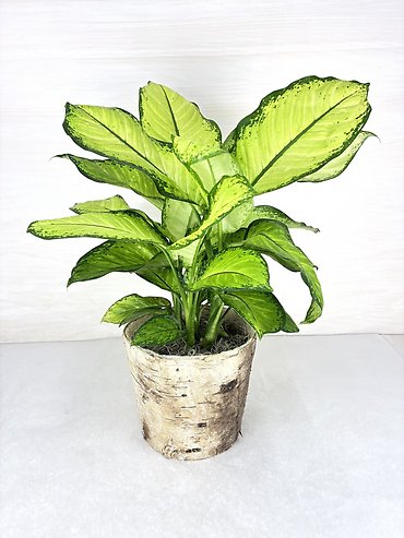 Dieffenbachia