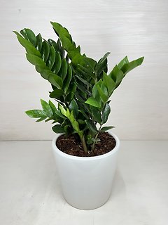 ZZ Plant