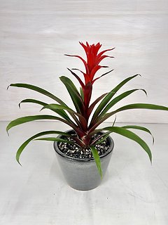 Bromeliad
