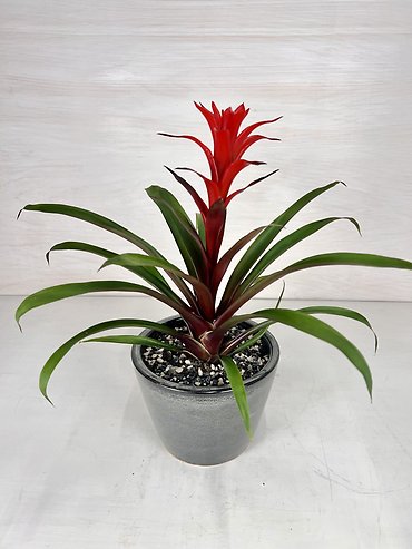 Bromeliad