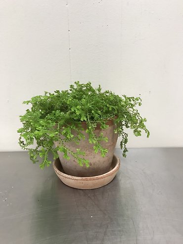 Club Moss