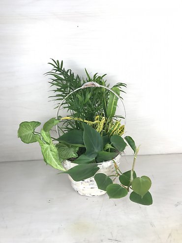 Tranquility Dish Garden (X-Small)