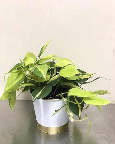 Philodendron l Brazil