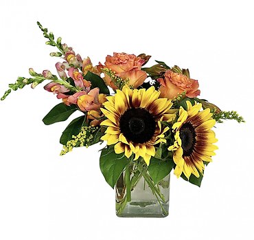 Gemini (Pet Friendly!)