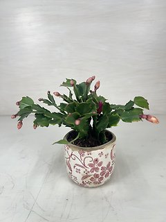 Christmas Cactus