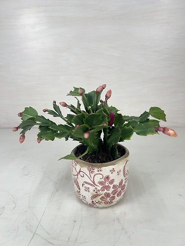 Christmas Cactus