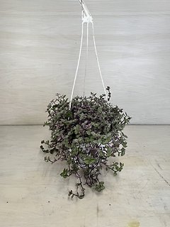 Pink Lady | Hanging Basket