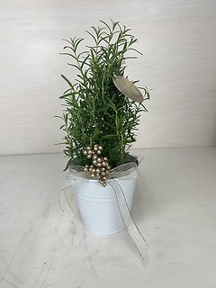 Rosemary Plant