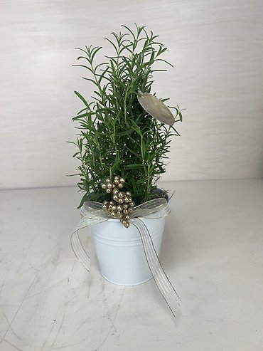 Rosemary Plant