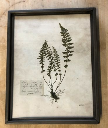 Framed Print | Fern with 4 fronds
