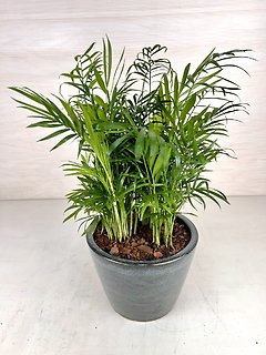 Parlor Palm