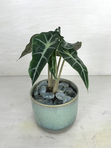 Alocasia Polly
