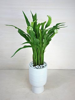 Calla Lily Plant