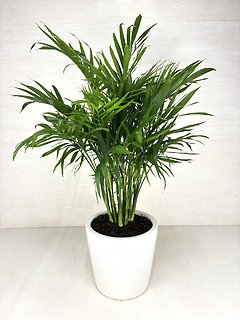 Neanthe Bella Palm