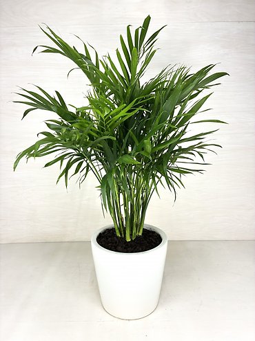 Neanthe Bella Palm