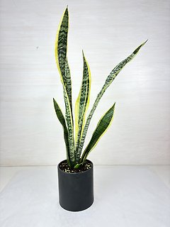 Snake Plant